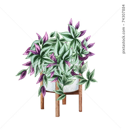 Wandering Jew,, houseplant in the pot, isolated on white background. Watercolor potted plant illustration. Home decor. Wandering Jew,, houseplant in the pot, isolated on white background. Watercolor potted plant illustration. Home decor. 74307884