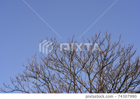 Tree of heaven 74307990