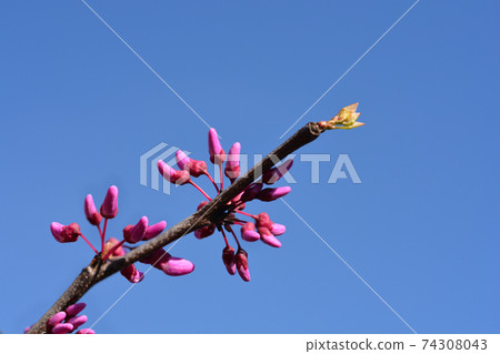 Eastern Redbud Lavender Twist 74308043