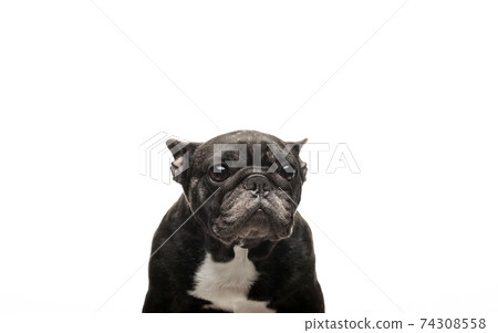 image of dog white background 74308558