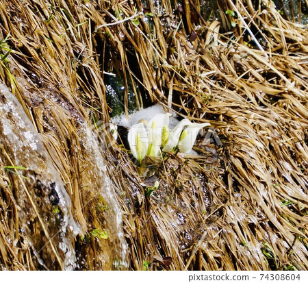 Skunk cabbage in dead grass 74308604
