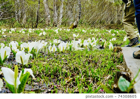 Stop at the skunk cabbage community 74308605