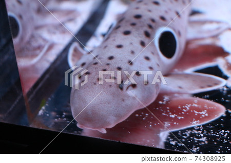 鯊魚 鯊魚 74308925