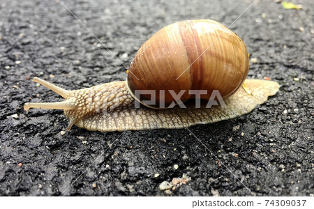 Small garden snail in shell crawling on wet road, slug hurry home 74309037