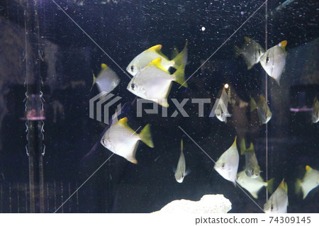 魚 魚 74309145