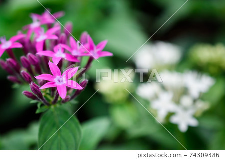 Pentas花 Pentas花 74309386