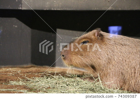 水豚 水豚 74309387