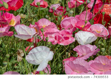 Kasaoka Bay Reclaimed Land Kasaoka Bay Farm Poppies 74309553