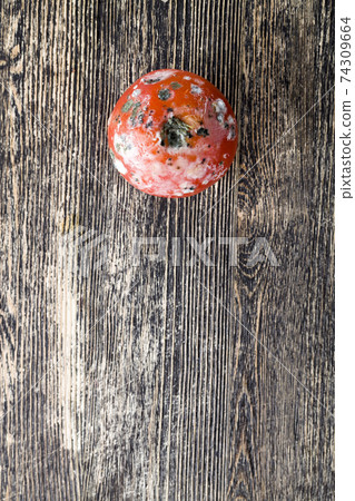 ripe red tomato covered with mold ripe red tomato covered with mold 74309664