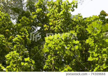 specifics of autumn nature 74309668