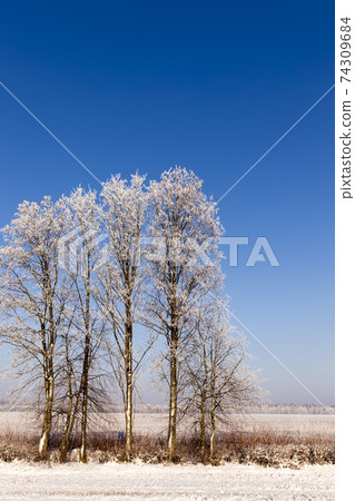winter season with snow in the park or forest winter season with snow in the park or forest 74309684
