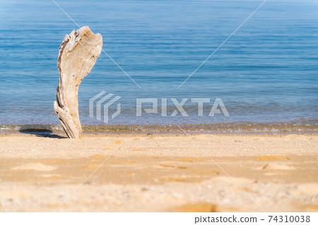 Seaside driftwood art Seaside driftwood art 74310038