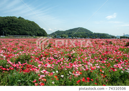 s岡灣墾殖場ao岡灣農場罌粟田可俯瞰 74310506