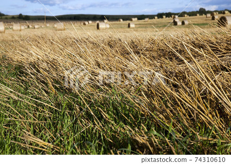 agricultural cereal plants 74310610