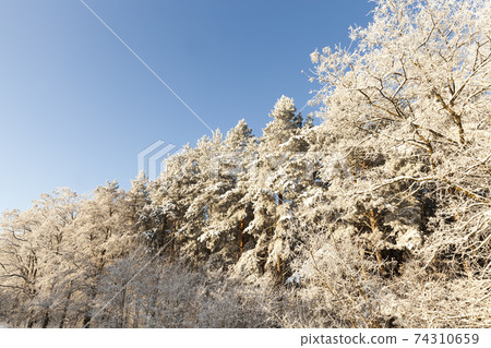 deciduous trees without leaves in the winter season deciduous trees without leaves in the winter season 74310659