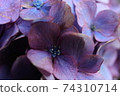 紫色八仙花屬花 74310714