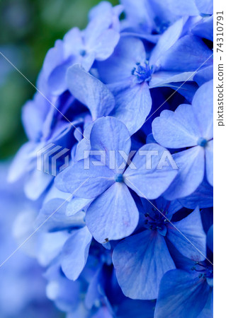 繡球盛開的特寫 繡球盛開的特寫 74310791