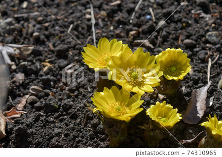 Fukuge Fukuge 74310965