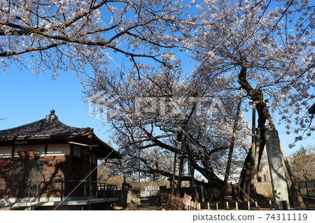 安靜的早晨,石戶蒲櫻和東光寺,埼玉縣北本市,春天的素材 安靜的早晨,石戶蒲櫻和東光寺,埼玉縣北本市,春天的素材 74311119