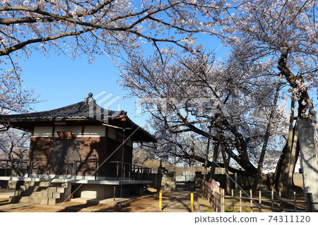 Ishido-kaba cherry blossoms and Tokoji Temple on a quiet morning in Kitamoto City, Saitama Prefecture. Spring materials Ishido-kaba cherry blossoms and Tokoji Temple on a quiet morning in Kitamoto City, Saitama Prefecture. Spring materials 74311120