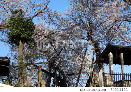 石戶鐮面,安靜的早晨,埼玉縣北本市,春天的素材 石戶鐮面,安靜的早晨,埼玉縣北本市,春天的素材 74311121