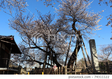 石戶鐮面,安靜的早晨,埼玉縣北本市,春天的素材 石戶鐮面,安靜的早晨,埼玉縣北本市,春天的素材 74311122