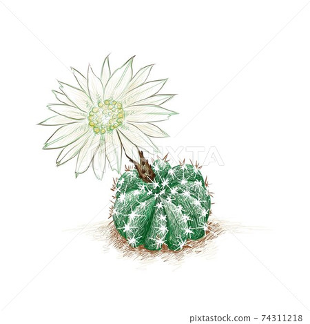 Hand Drawn Sketch of Echinopsis Subdenudata Cactus Plant Hand Drawn Sketch of Echinopsis Subdenudata Cactus Plant 74311218