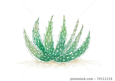 Hand Drawn of Aloe Crosbys Prolific Plant 74311219