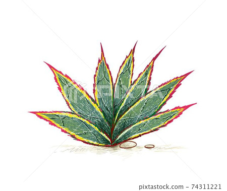 Hand Drawn Sketch of Agave Blue Glow Plant Hand Drawn Sketch of Agave Blue Glow Plant 74311221