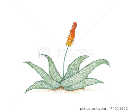 Hand Drawn of Aloe Ferox or Bitter Aloe Plant Hand Drawn of Aloe Ferox or Bitter Aloe Plant 74311222