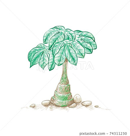 Hand Drawn Sketch of Adenia Glauca Succulent Plant 74311230