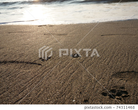 Coast and dog footprints Coast and dog footprints 74311468