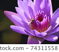 A bee sucking nectar from a flower 74311558