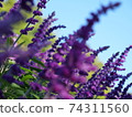 Purple flower 74311560