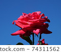 Blue sky and red roses 74311562