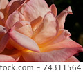 The approaching pink rose 74311564
