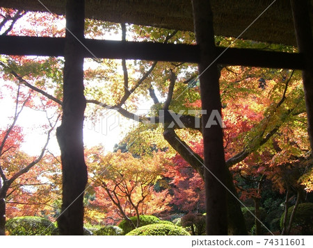 Autumn outside the window 74311601