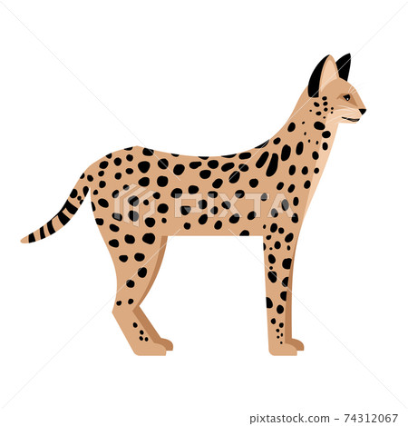Wild cat with spots 74312067