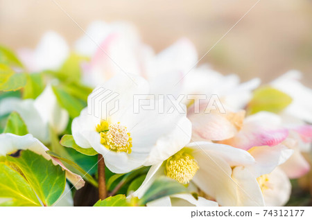 小巷聖誕節玫瑰 小巷聖誕節玫瑰 74312177