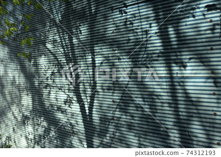 Tree shadow, wall 74312193