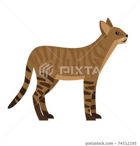 Exotic jungle cat 74312195