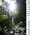 Sunlight shining on the forest 74312199