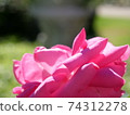 Pink rose 74312278