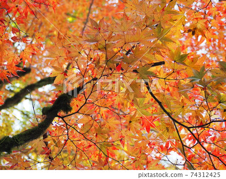 Autumn leaves in Kyoto 74312425