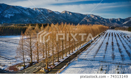 Shooting a row of metasequoia trees in winter (Makino, Shiga Prefecture) with a drone 74313149