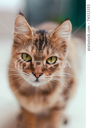 Adult serious brown cat with green eyes looking at the camera Adult serious brown cat with green eyes looking at the camera 74313355