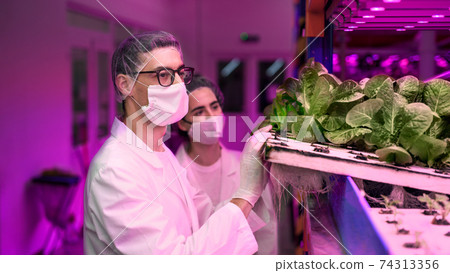 Workers with face mask on aquaponic farm, sustainable business and coronavirus. 74313356