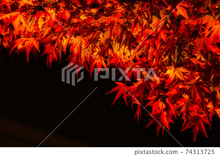 奈良縣吉野山上的秋葉照亮 74313725