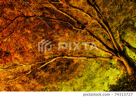 Illuminated autumn leaves on Mt. Yoshino, Nara Prefecture 74313727