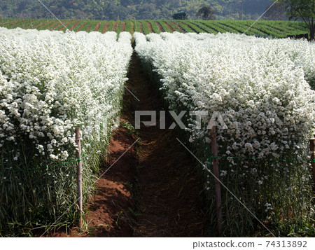 white  New York aster cutter flower meadow field 74313892